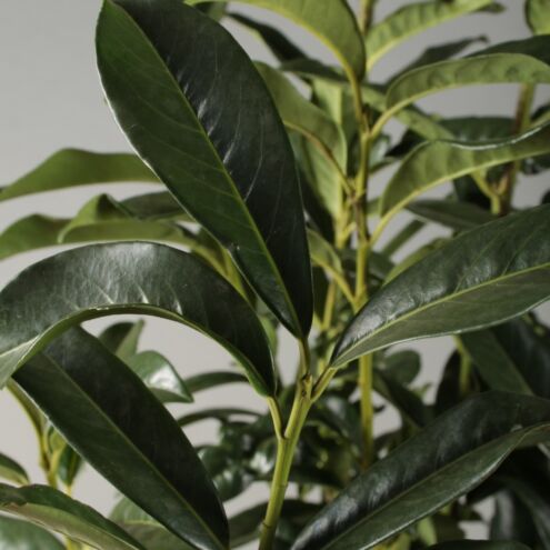 Saulen Kirschlorbeer Genolia Kaufen Prunus Laurocerasus Genolia