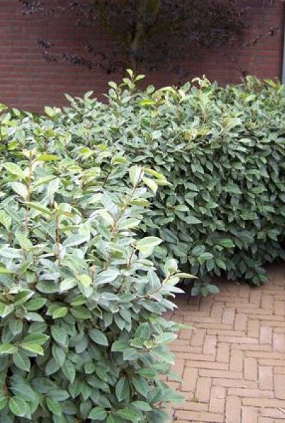 Wintergrüne Ölweide (Elaeagnus ebbingei) Immergrüne Hecke kaufen