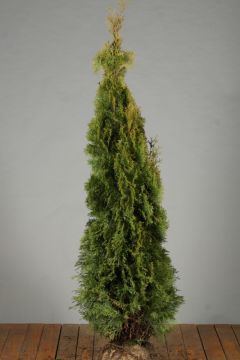 Lebensbaum 'Smaragd' Wurzelballen 150-175 cm Extra Qualtität