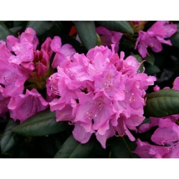 Rhododendron Roseum