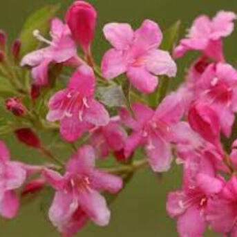 Weigelie (Weigela) WeigelienHecke kaufen