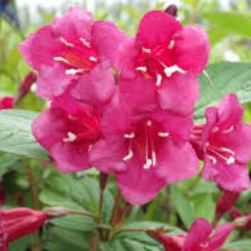Weigelie Bristol Ruby