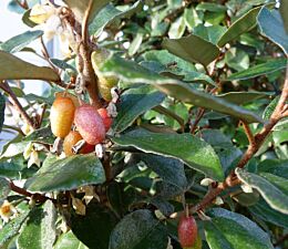 Früchte der Wintergrünen Ölweide (Elaeagnus ebbingei) 