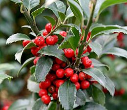 Stechpalme Ilex Heckenfee