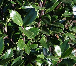 Stechpalme (Ilex meserveae) Heckenpracht hat dunkelgrünes, dorniges Blatt, Austrieb bronzerot, männlich, ohne Beeren