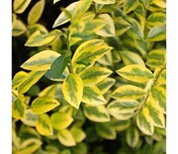 Goldliguster (Ligustrum ovalifolium 'Aureum') 