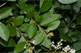 Gewöhnlicher Liguster (Ligustrum vulgare) kaufen