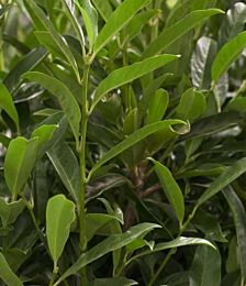 Kirschlorbeer prunus laurocerasus Herbergii
