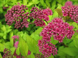 Sommerspiere 'Goldflame' kaufen
