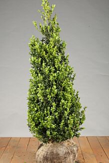 Buchsbaum Wurzelballen 100-125 cm Wurzelballen