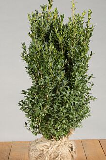 Buchsbaum Wurzelballen 50-60 cm Wurzelballen