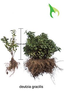 Deutzia gracilis Wurzelware 20-40 cm Wurzelware