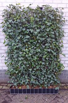 Efeu Fertighecken 180 cm Fertighecke