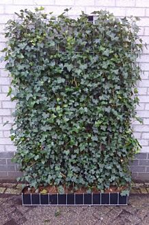 Efeu Fertighecke 200 cm Fertighecke