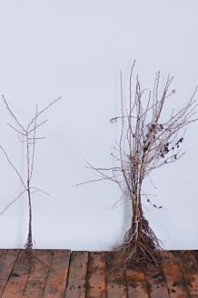 Eingriffeliger Weißdorn Wurzelware 60-80 cm Wurzelware