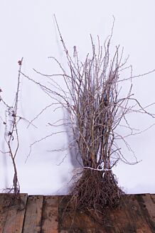 Eingriffeliger Weißdorn Wurzelware 80-100 cm Wurzelware