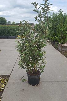 Oelweide Topf 150-175 cm Topf