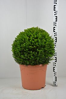 Europäische Eibe Kugel 40 cm Topf