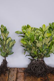 Großblättriger Kirschlorbeer Wurzelwaren 20-30 cm Wurzelware