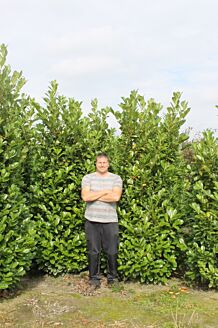 Großblättriger Kirschlorbeer Wurzelballen 250-275 cm Extra Qualität Wurzelballen
