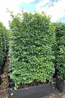 Hainbuche Fertighecke 150+ cm Fertighecke