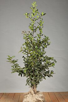 Stechpalme Ilex 