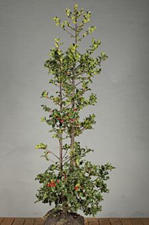 Stechpalme Ilex 