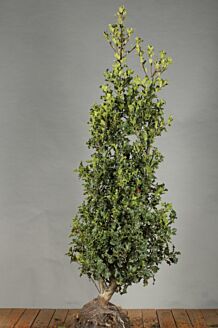 Stechpalme Ilex 