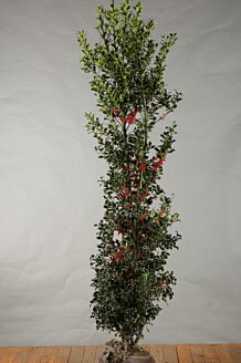 Stechpalme Ilex 