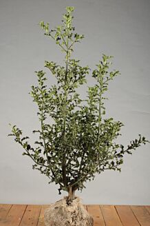 Stechpalme Ilex 