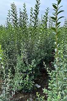Wintergrüner Liguster Atrovirens Wurzelballen 200-225 cm Extra Qualitat Wurzelballen