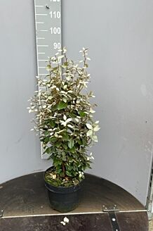 Oelweide Topf 80-100 cm Topf