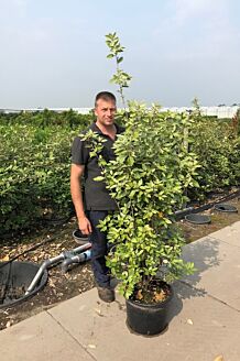 Oelweide Topf 125-150 cm Topf