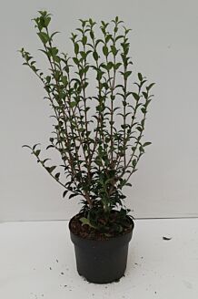 Osmanthus 