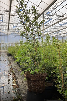 Osmanthus 