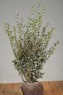 Osmanthus 