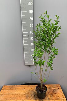 Ovalblättriger Liguster Topf 60-80 cm Topf