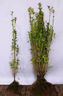 Ovalblättriger Liguster Wurzelware 125-150 cm Wurzelware