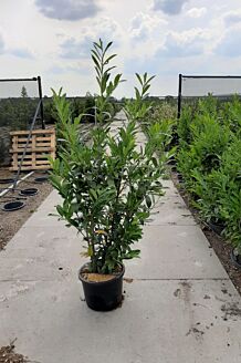 Kirschlorbeer Caucasica kaufen Prunus laurocerasus Caucasica