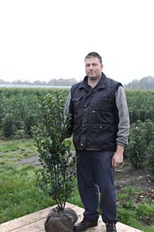 Stechplame Ilex Stechplame Ilex