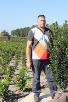 Stechplame Ilex Stechplame Ilex