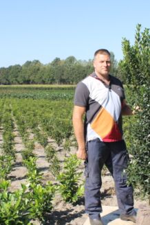 Stechplame Ilex Stechplame Ilex