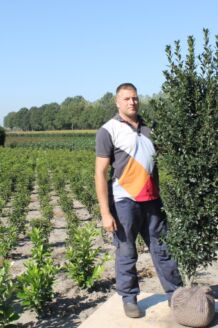 Stechplame Ilex Stechplame Ilex