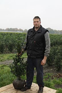 Stechplame Ilex Stechplame Ilex