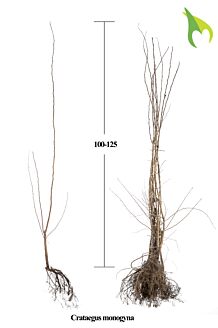 Eingriffeliger Weissdorn Wurzelware 100-125 cm Wurzelware