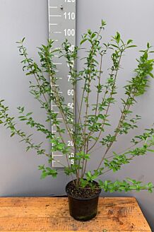 Wintergrüner Liguster Atrovirens Topf 80-100 cm Topf