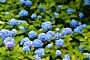 Bauernhortensie-Blau-ALG HAAG