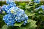 Bauernhortensie-Blau-ALG INZ