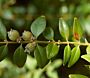 Gewöhnlicher Buchsbaum (Buxus sempervirens) 