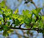 Blätter Hagedorn (Crataegus monogyna) 